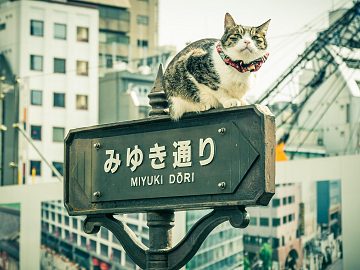 Zdjęcie kierunku: Tokio